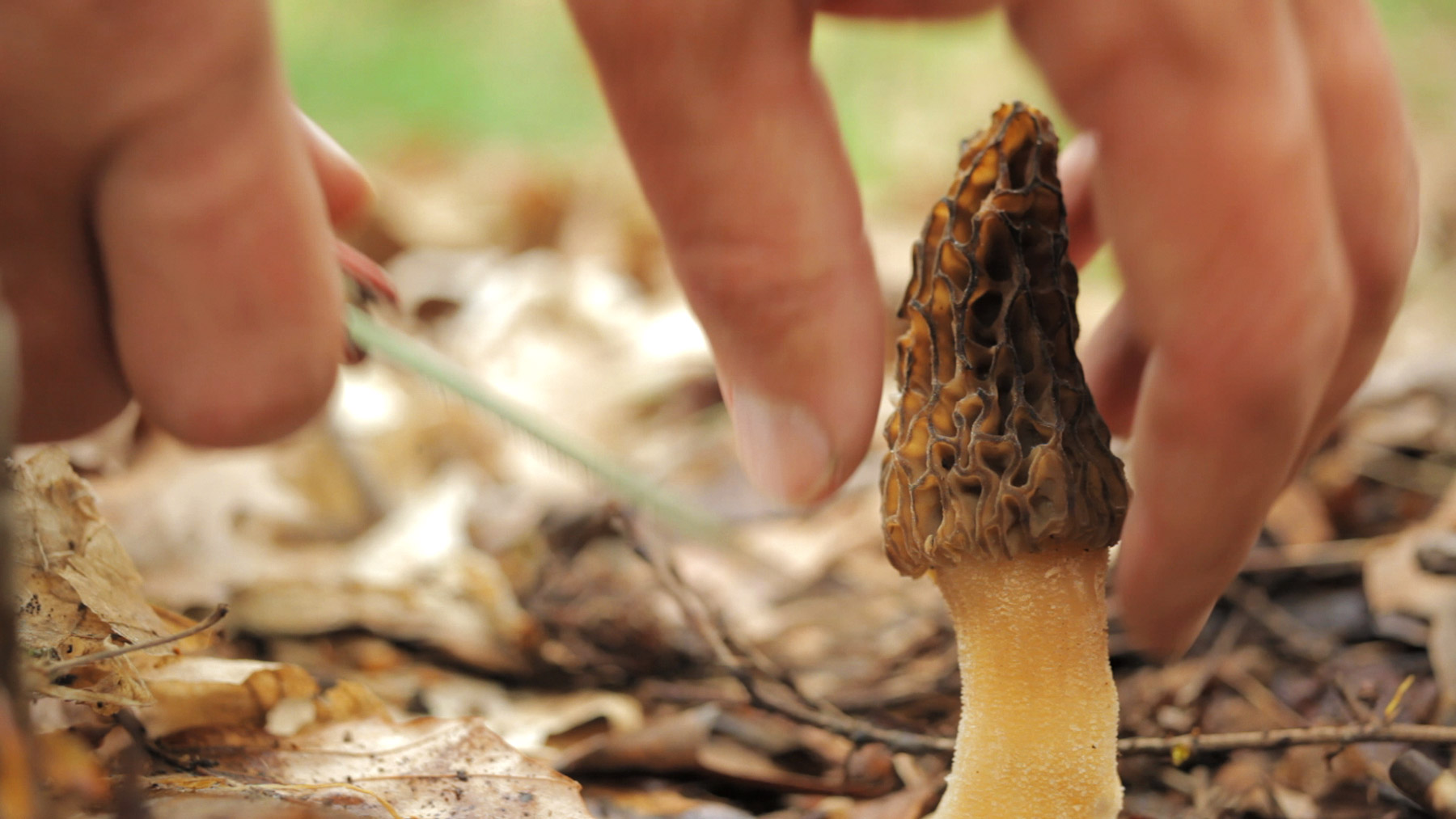 Morel Mushroom